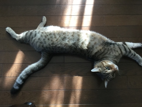   プー イイねぇ〜_e0358096_20323750.jpeg
