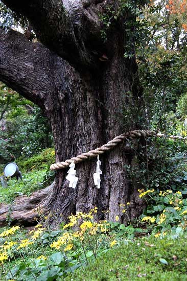 我家の花。椿山荘の庭園_e0255509_20363054.jpg