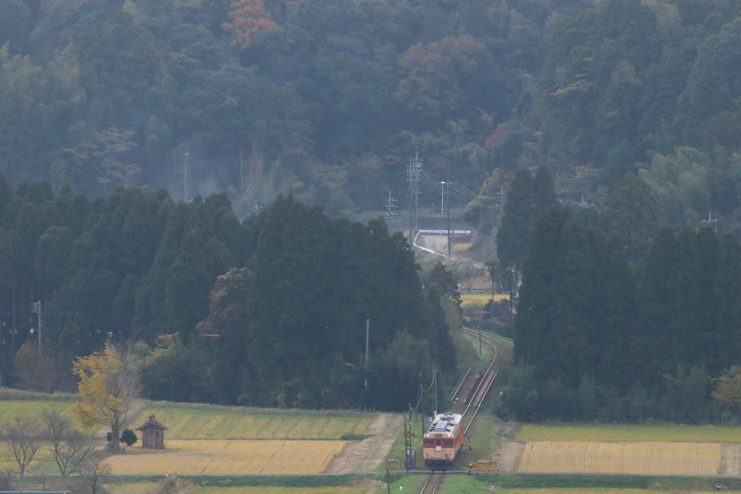 半分黄色い - いすみ鉄道・2018年晩秋 -_b0190710_22302895.jpg