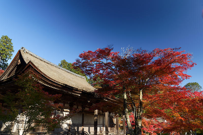 2018湖南三山の紅葉・湖南　常楽寺_f0032011_21025756.jpg