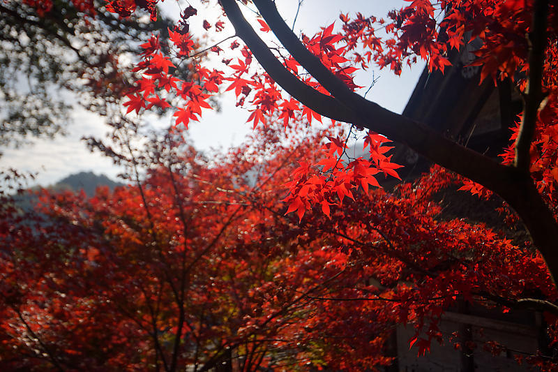 2018湖南三山の紅葉・湖南　常楽寺_f0032011_21052167.jpg