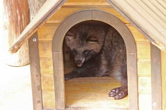 市川市動植物園の動物たち～警戒！ミーアキャット！！_b0355317_21063893.jpg