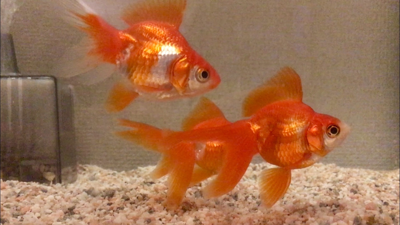 冬眠 金魚