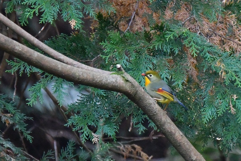 枝どまりの鳥さんたち_b0405327_15515590.jpg