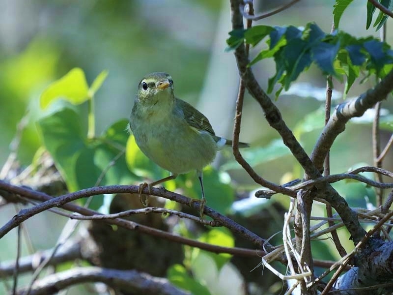 2018夏の思い出…①ムシクイの可愛さに目覚める_d0367529_00394418.jpg