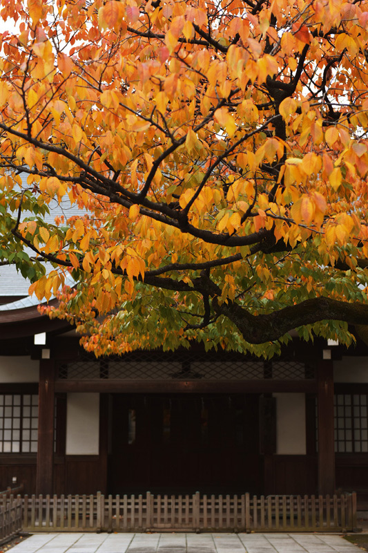 紅葉〜靖国神社にて_b0175635_09560501.jpg