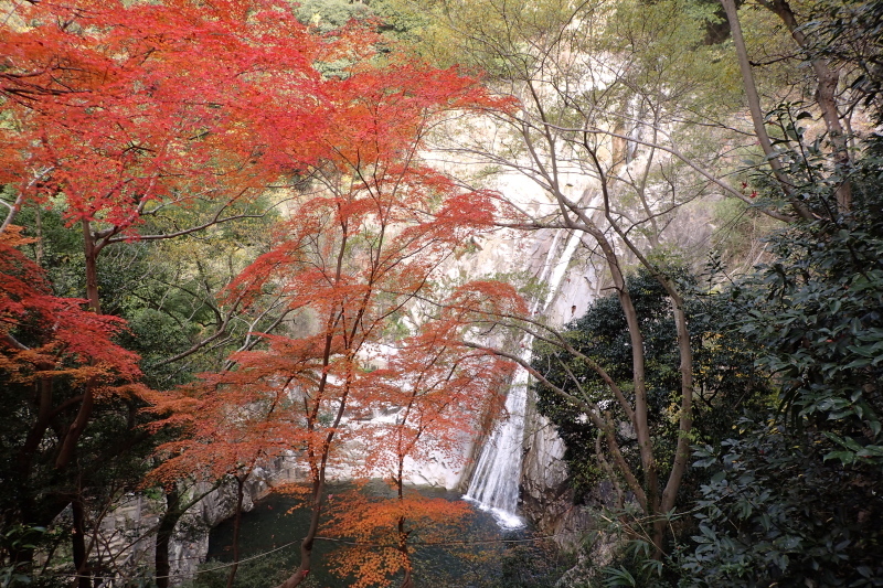 紅葉に染まる散策路 布引~修法ヶ原~大師道_c0218841_11302080.jpg