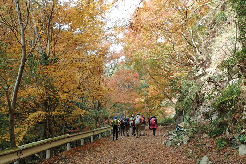 紅葉に染まる散策路 布引~修法ヶ原~大師道_c0218841_11311597.jpg