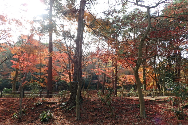 紅葉に染まる散策路 布引~修法ヶ原~大師道_c0218841_11323044.jpg