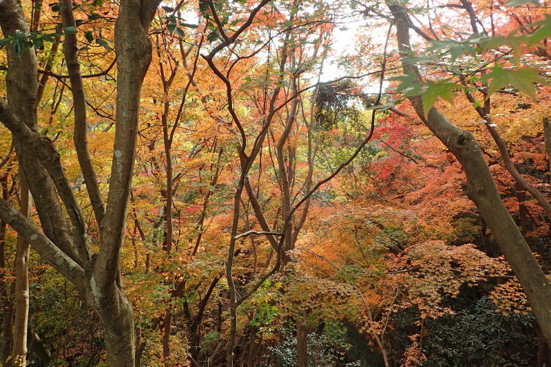 紅葉に染まる散策路 布引~修法ヶ原~大師道_c0218841_11332042.jpg