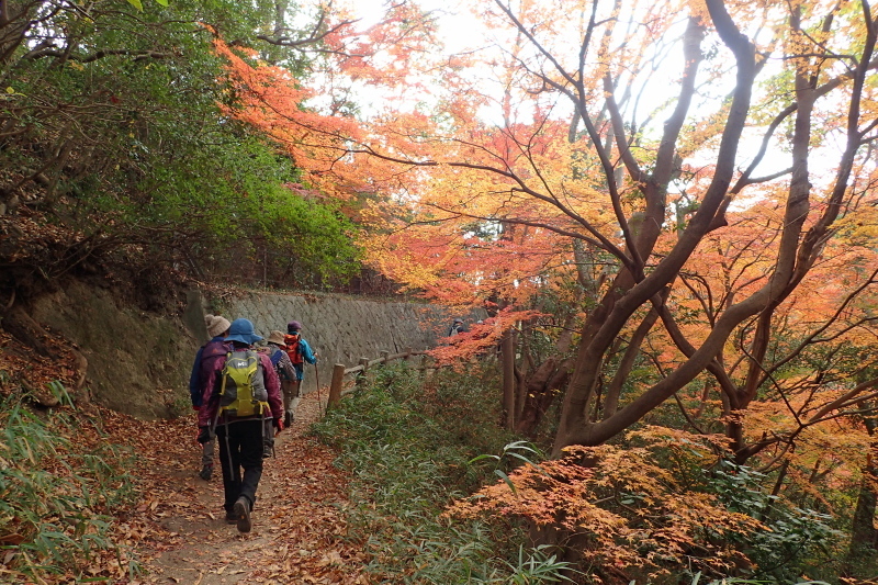 紅葉に染まる散策路 布引~修法ヶ原~大師道_c0218841_11341742.jpg