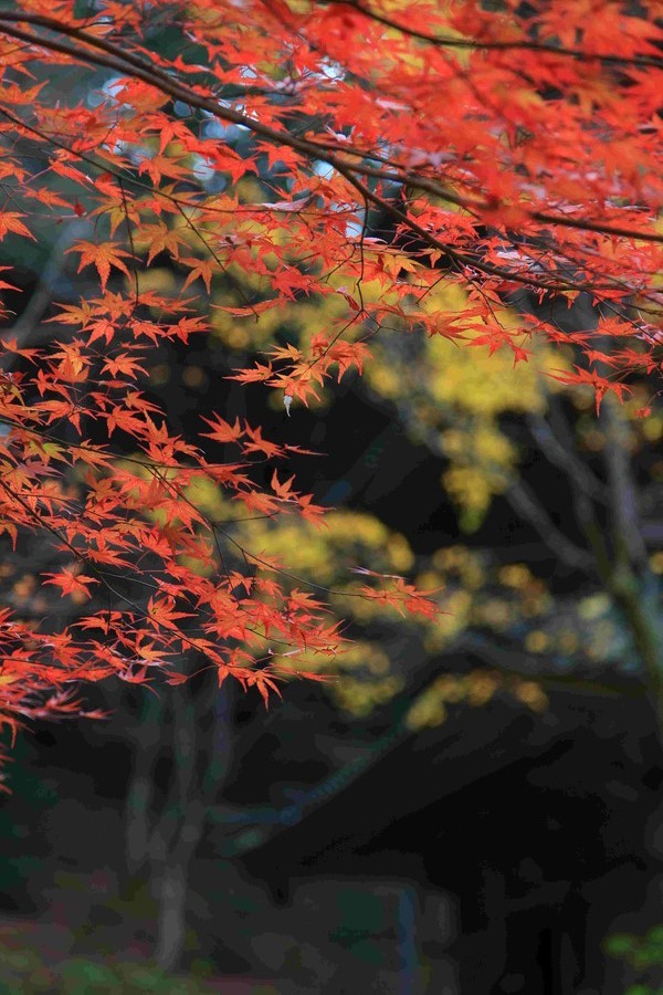 「そうだ丹波、いこう」（青垣町 高源寺）_f0254247_09391661.jpg