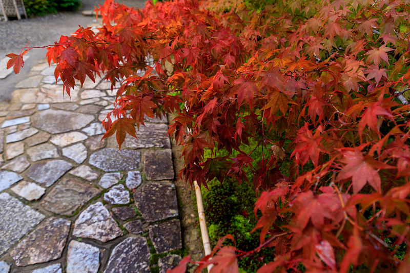 秋の花咲く常寂光寺_f0155048_024160.jpg