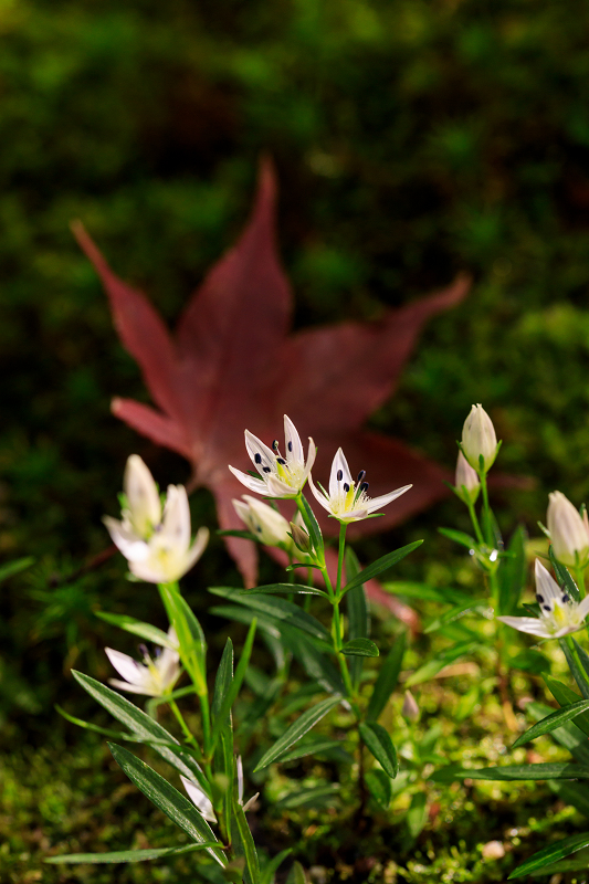 秋の花咲く常寂光寺_f0155048_032693.jpg