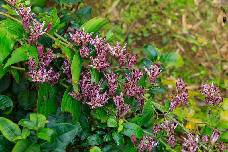 秋の花咲く常寂光寺_f0155048_04335.jpg