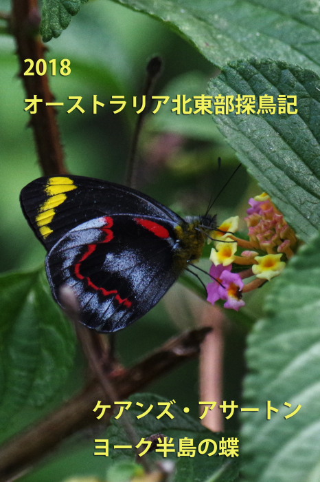 2018オーストラリア北東部探鳥記09 : 還暦からのネイチャーフォト
