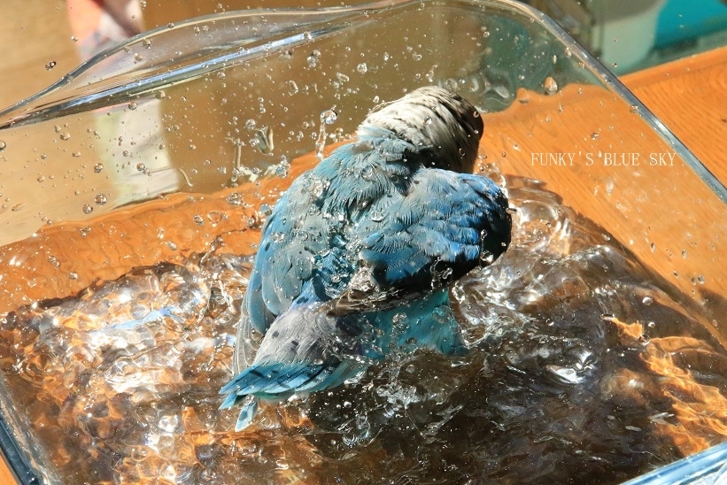 c0145250_08553476.jpg