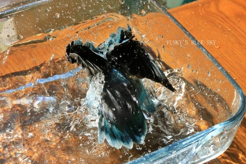 c0145250_08554363.jpg
