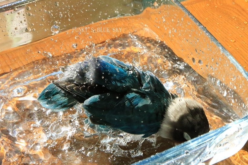 c0145250_08555733.jpg