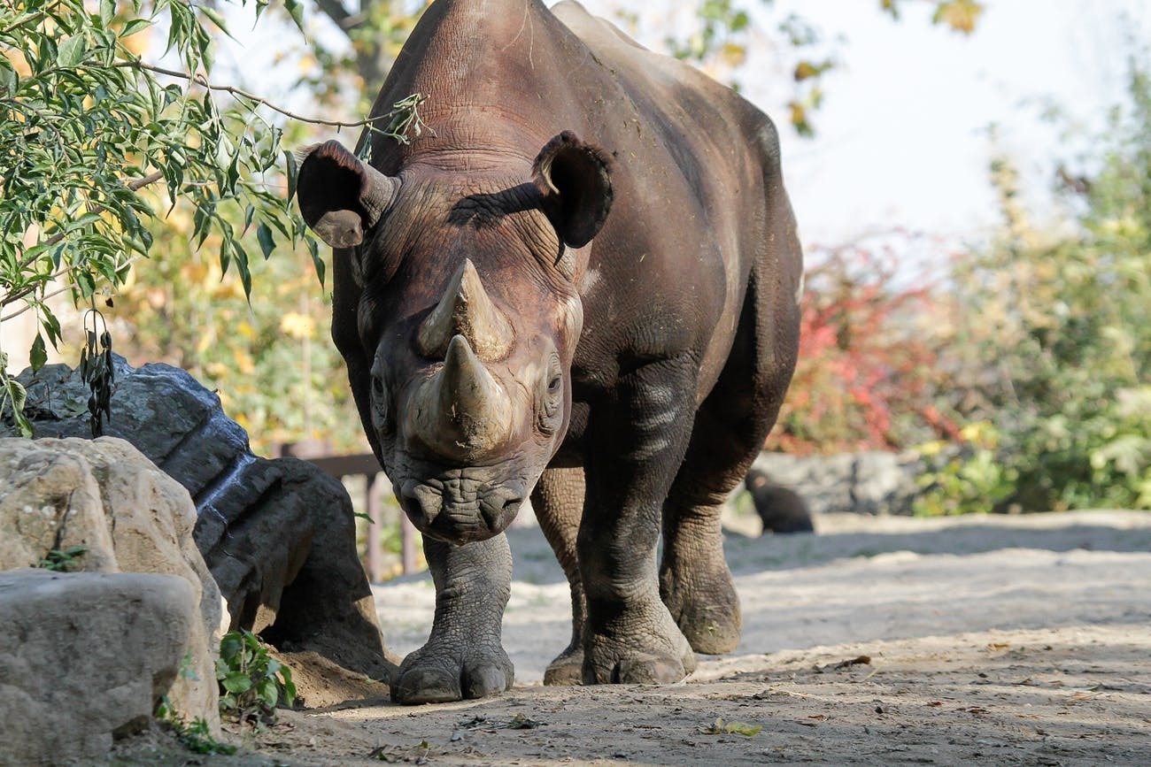 クロサイ5頭がヨーロッパの動物園からルワンダの国立公園へ ごきげんよう 犀たち