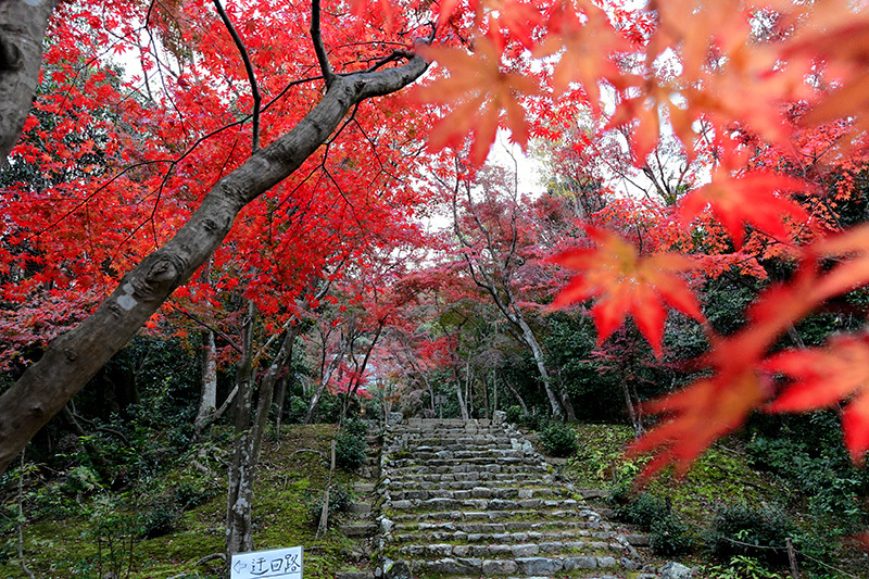 浄住寺 早朝の紅葉 ちょっとそこまで 浄住寺 早朝の紅葉 ちょっとそこまで