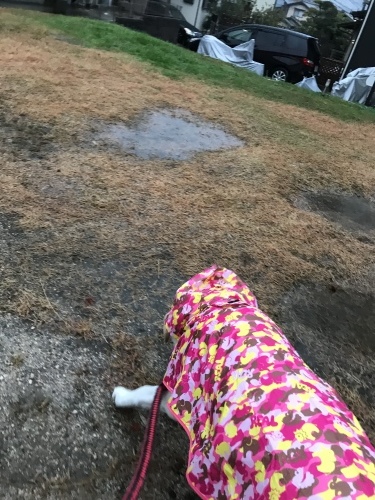 f0315081_22283388.jpeg
