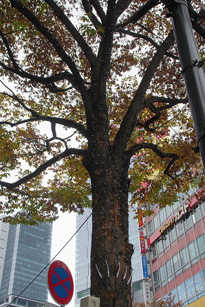 b0056983_20332189.jpg