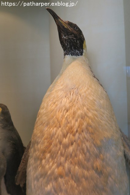 ２０１８年１１月　長崎ペンギン水族館　その１_a0052986_7515931.jpg