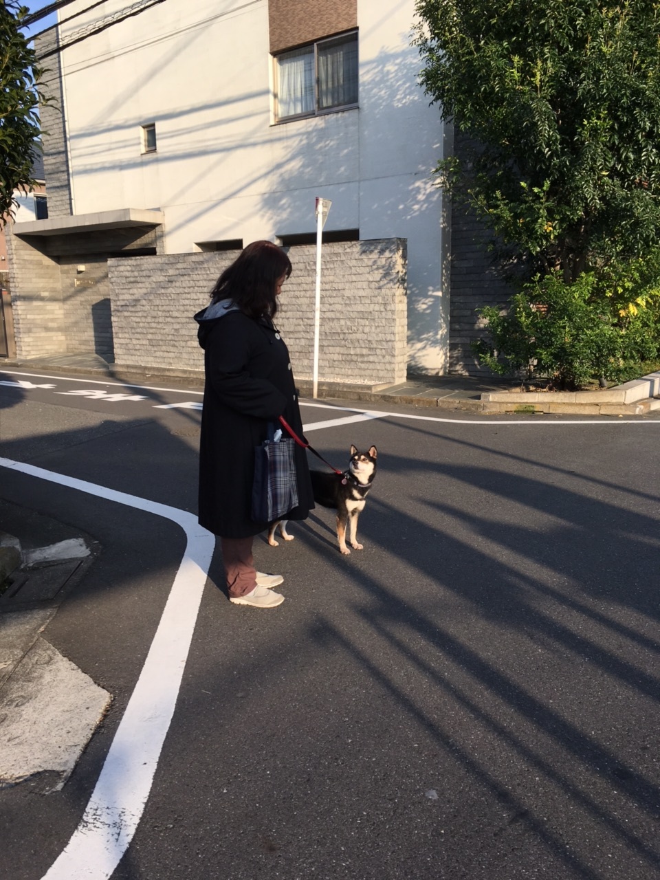 預かり犬の散歩_f0085390_18535428.jpg