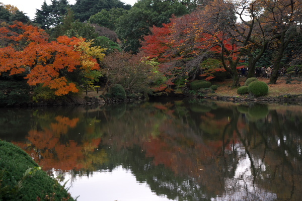 紅葉2018便り 【新宿御苑】_f0233999_22160185.jpg