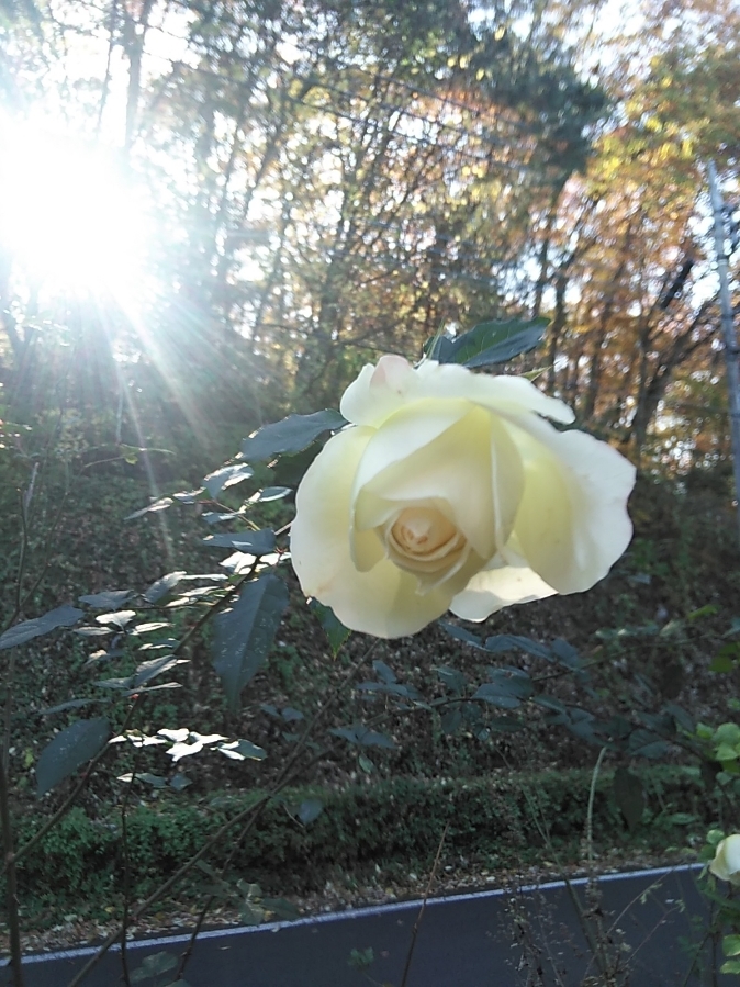 たまには書こう自分の庭･････バラの季節が終わらない！！_b0331802_21200129.jpg