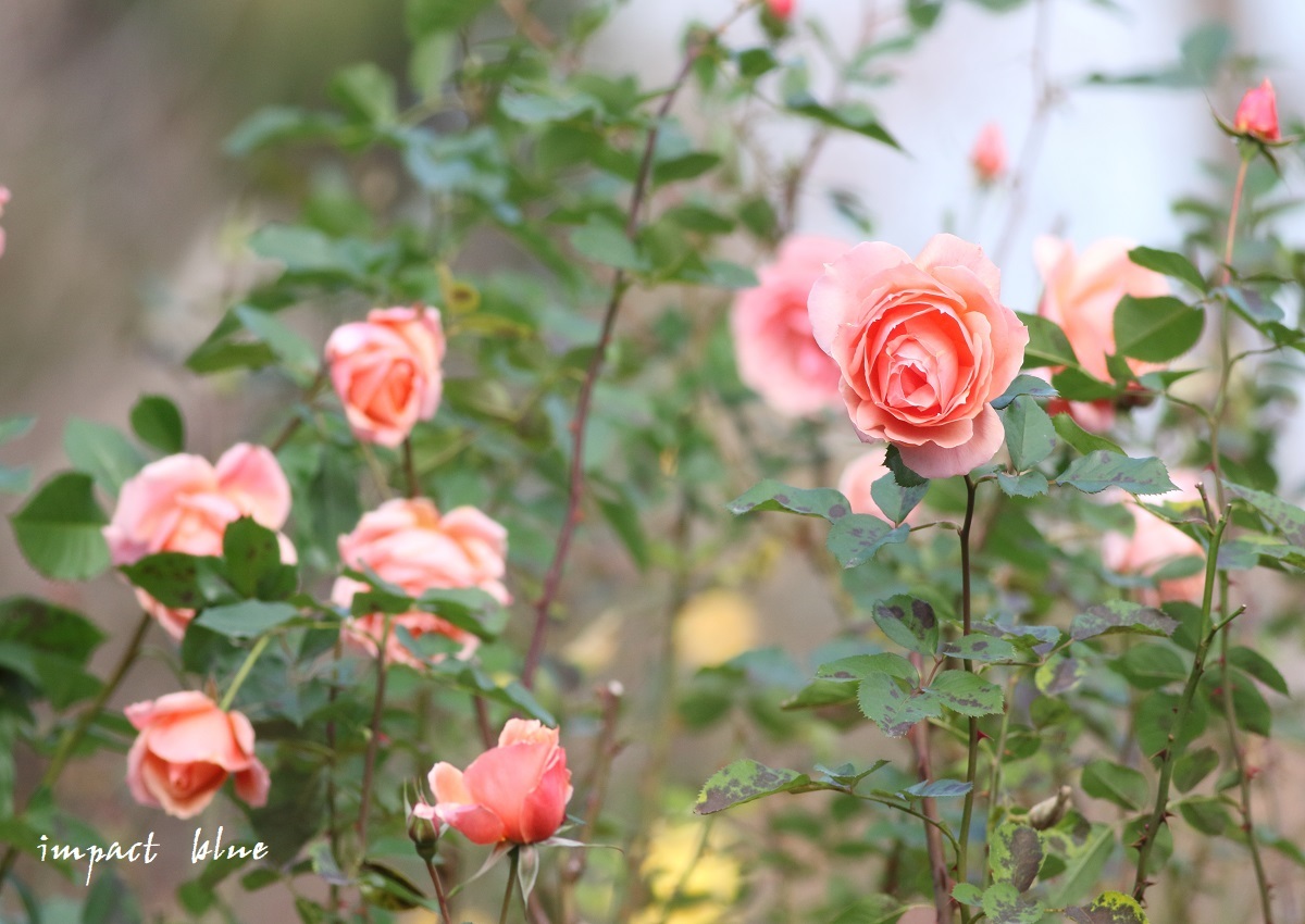 とある公園で撮った薔薇など少し・・♪_a0355908_21373963.jpg