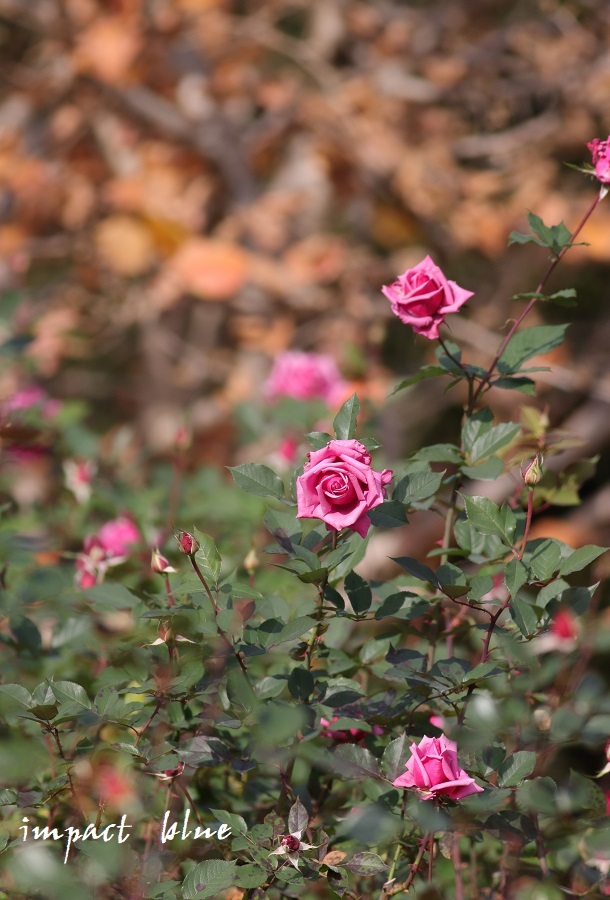 とある公園で撮った薔薇など少し・・♪_a0355908_21375135.jpg