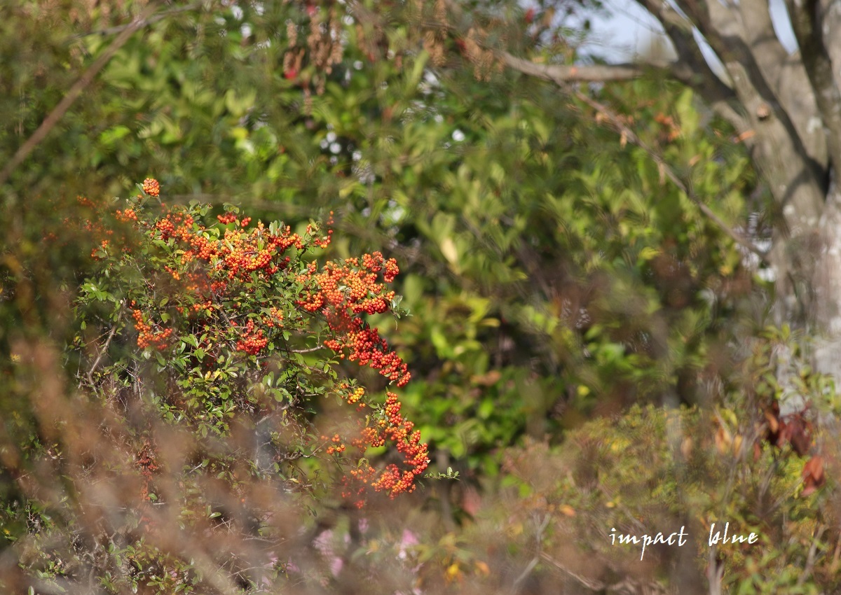 とある公園で撮った薔薇など少し・・♪_a0355908_21380074.jpg