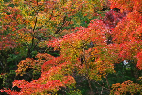 a0263109_11113631.jpg