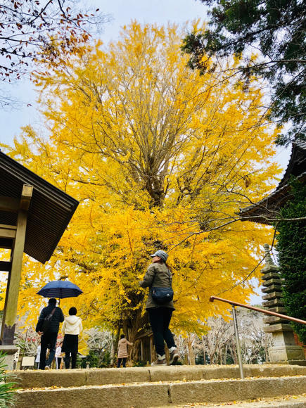 西蓮寺の大銀杏 2018_b0301412_18594245.jpg