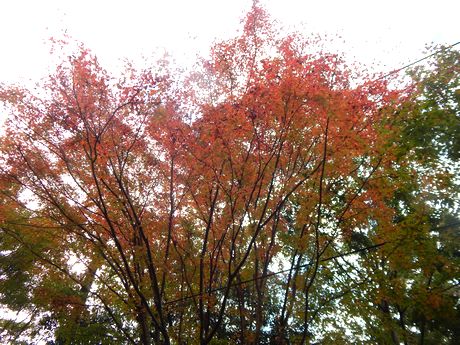 紅葉は綺麗でない_b0352112_21344585.jpg