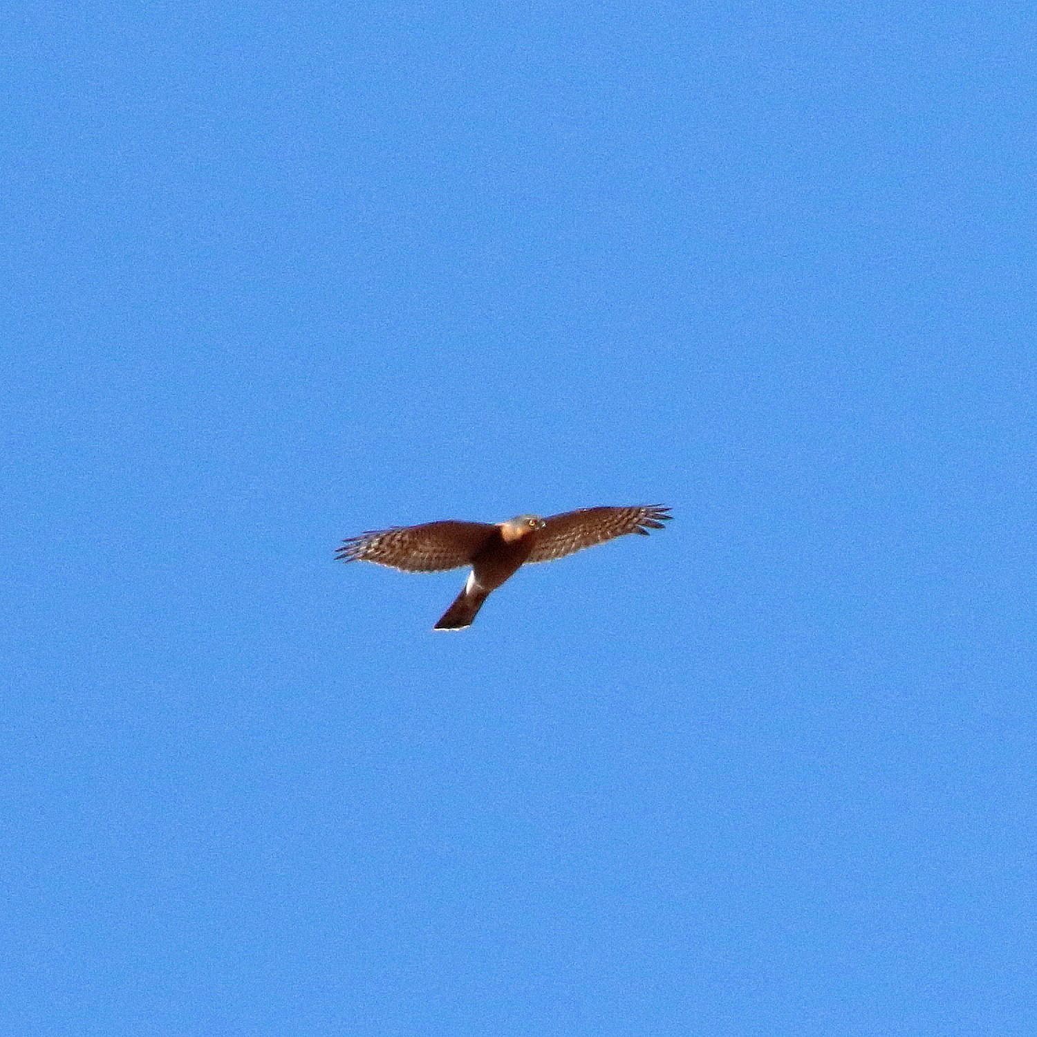 d0346713_20145759.jpg