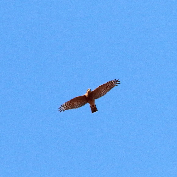 d0346713_20150696.jpg