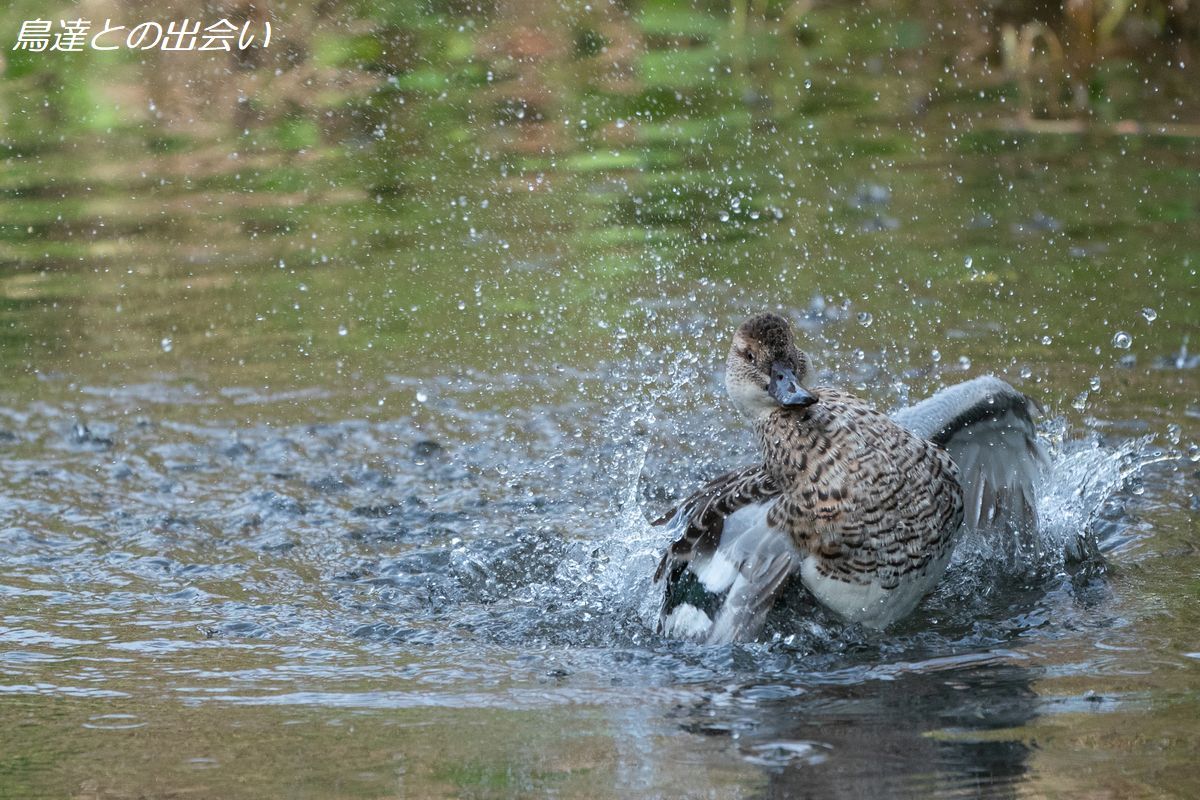 シマアジ（非生殖羽）・・・Garganey(eclipse）_e0139623_19491053.jpg