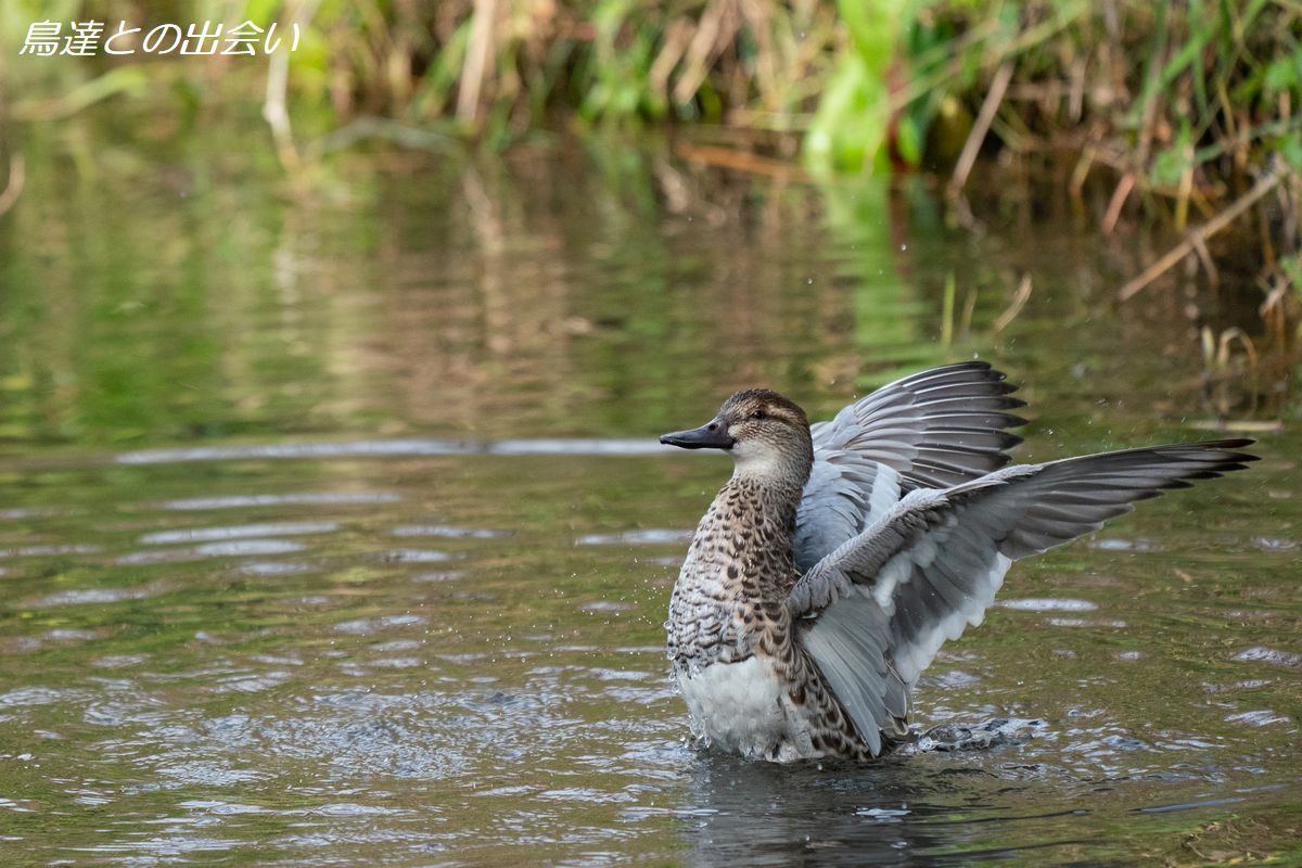 シマアジ（非生殖羽）・・・Garganey(eclipse）_e0139623_19491733.jpg