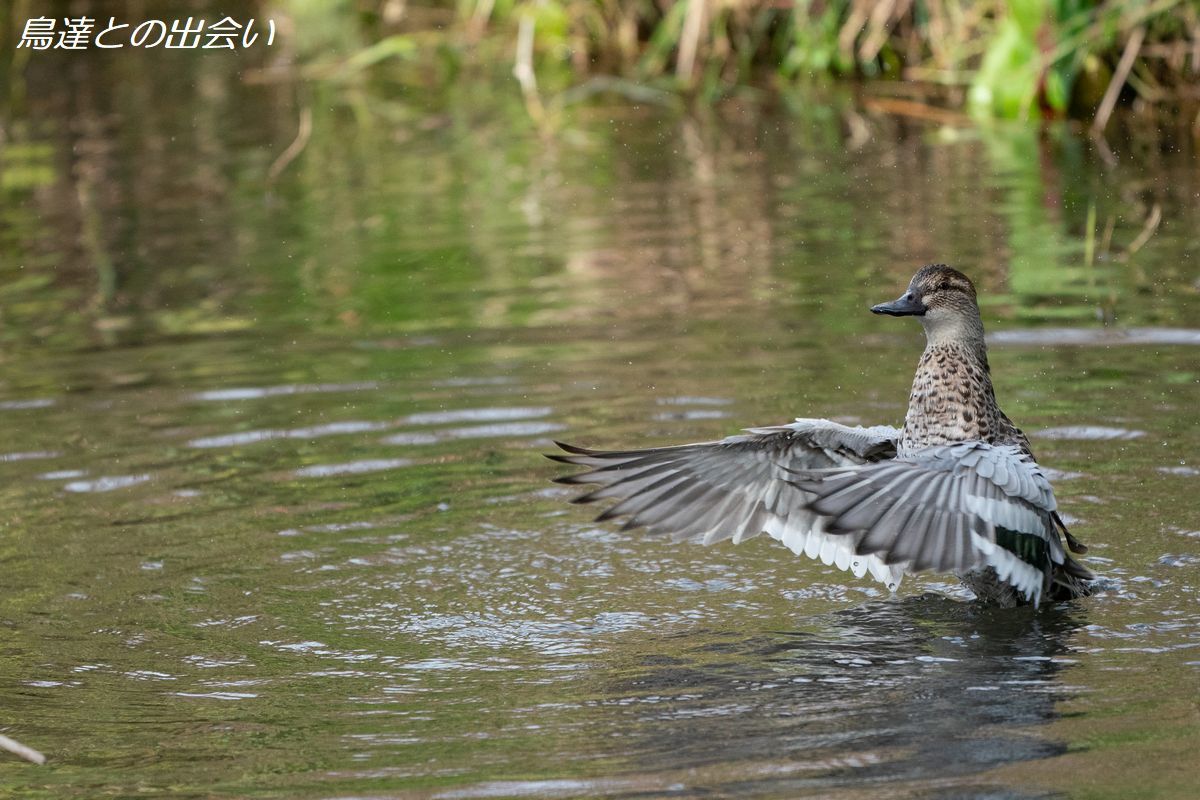 シマアジ（非生殖羽）・・・Garganey(eclipse）_e0139623_19492322.jpg