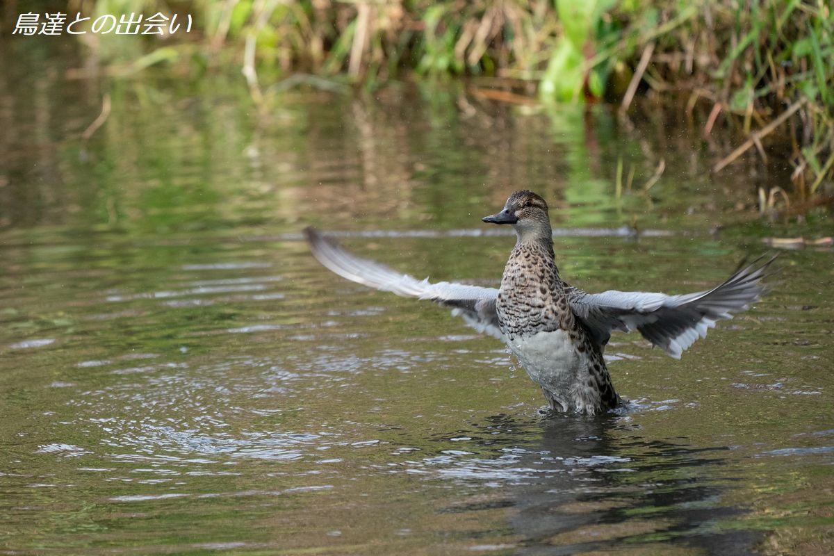 シマアジ（非生殖羽）・・・Garganey(eclipse）_e0139623_19493154.jpg