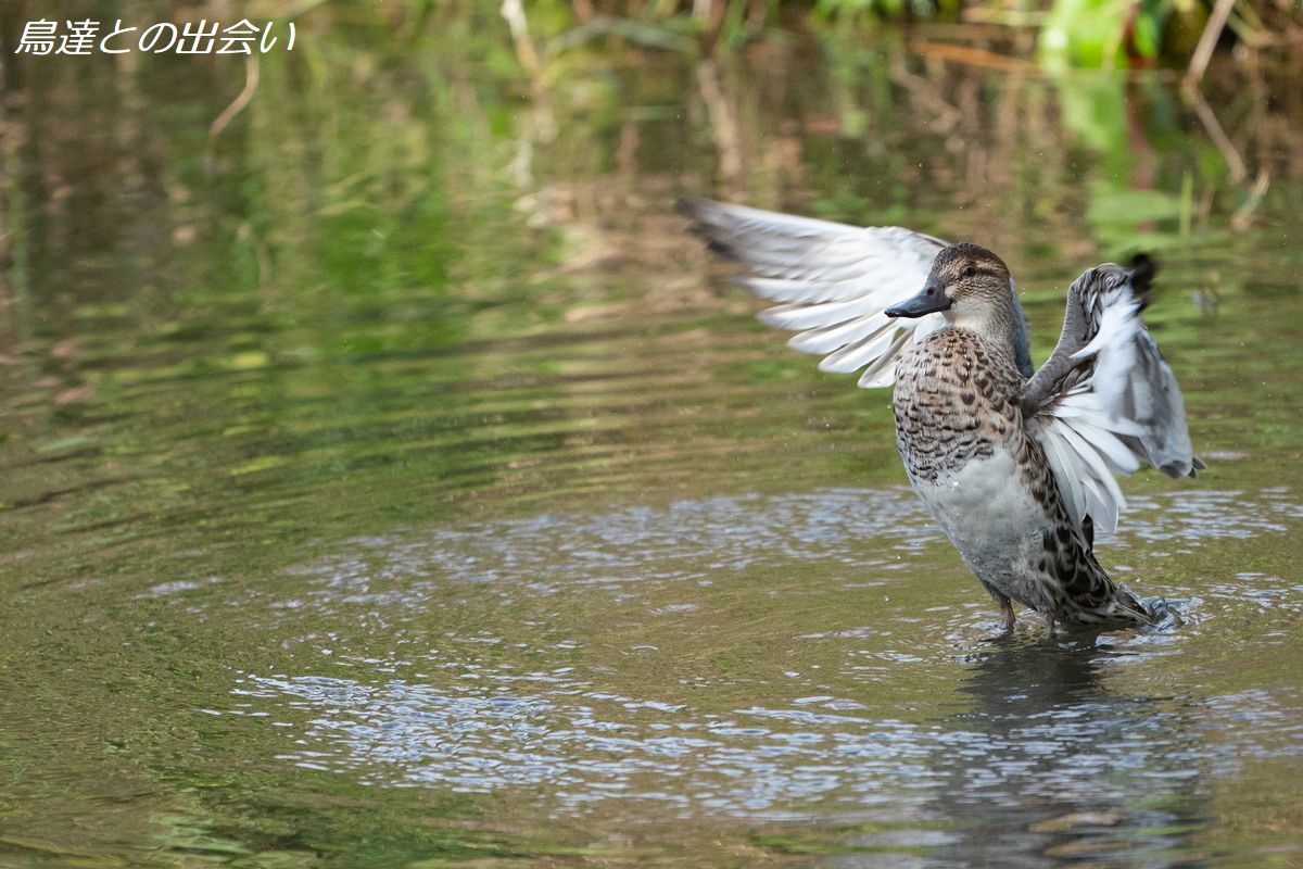 シマアジ（非生殖羽）・・・Garganey(eclipse）_e0139623_19494159.jpg