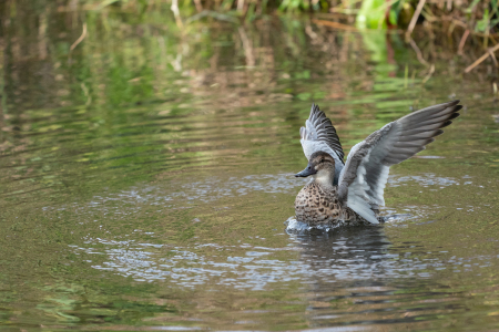 シマアジ（非生殖羽）・・・Garganey(eclipse）_e0139623_19495859.jpg