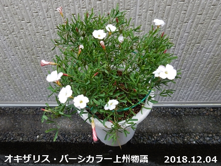 e0033229_17262913.jpg