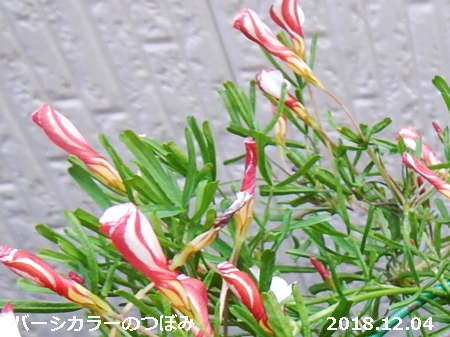 e0033229_17272135.jpg