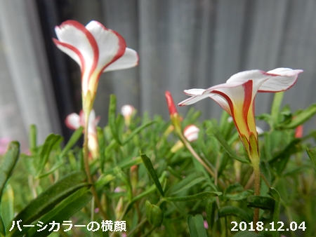 e0033229_17281429.jpg