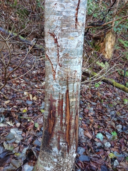 f0118332_21355387.jpg