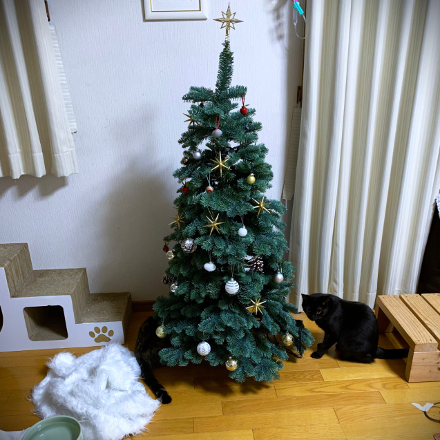 d0355333_20352749.jpg